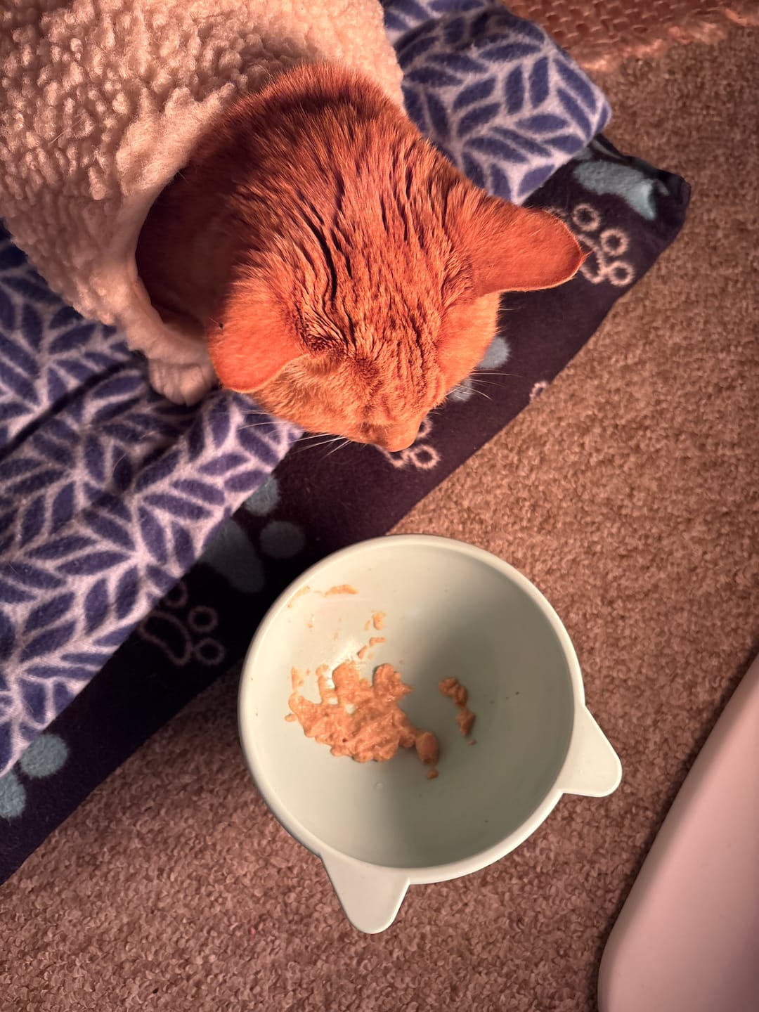 Customer photo review of Chicken Fiesta Gatos