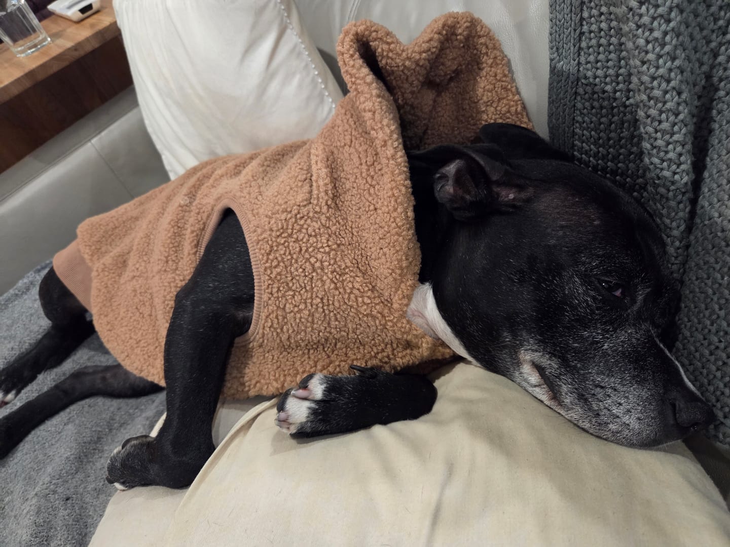 Customer photo review of Teddy Sherpa Fleece Dog Jacket - Brown