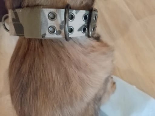 Customer photo review of Collier tactique pour chien - Double boucle