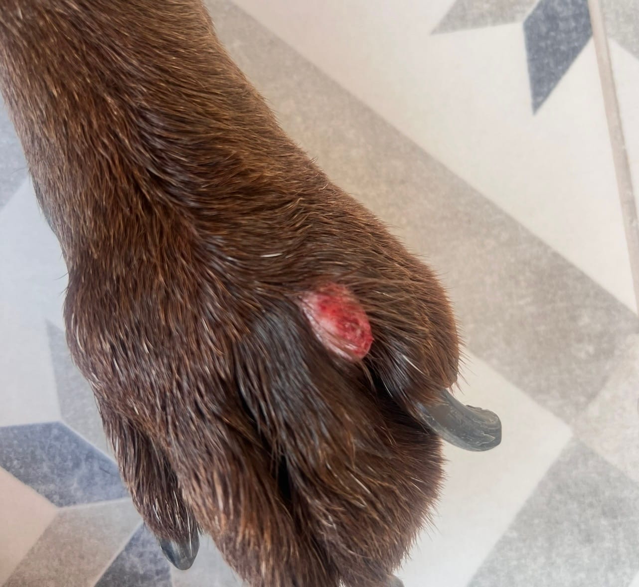 Customer photo review of Dog Duo Pack
