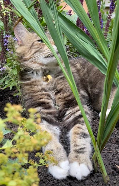 Customer photo review of Cat ID Tag - Custom Engraved