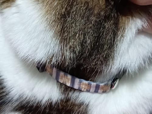 Customer photo review of Collar Uruguay Sol Oriental (Gato)