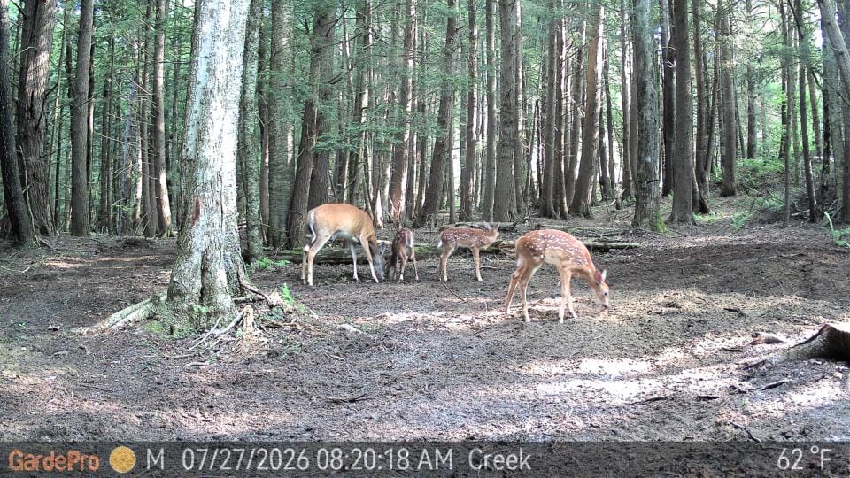 Customer photo review of GardePro Link 1.0 3000ft(1km) Long-Range Wireless Trail Camera