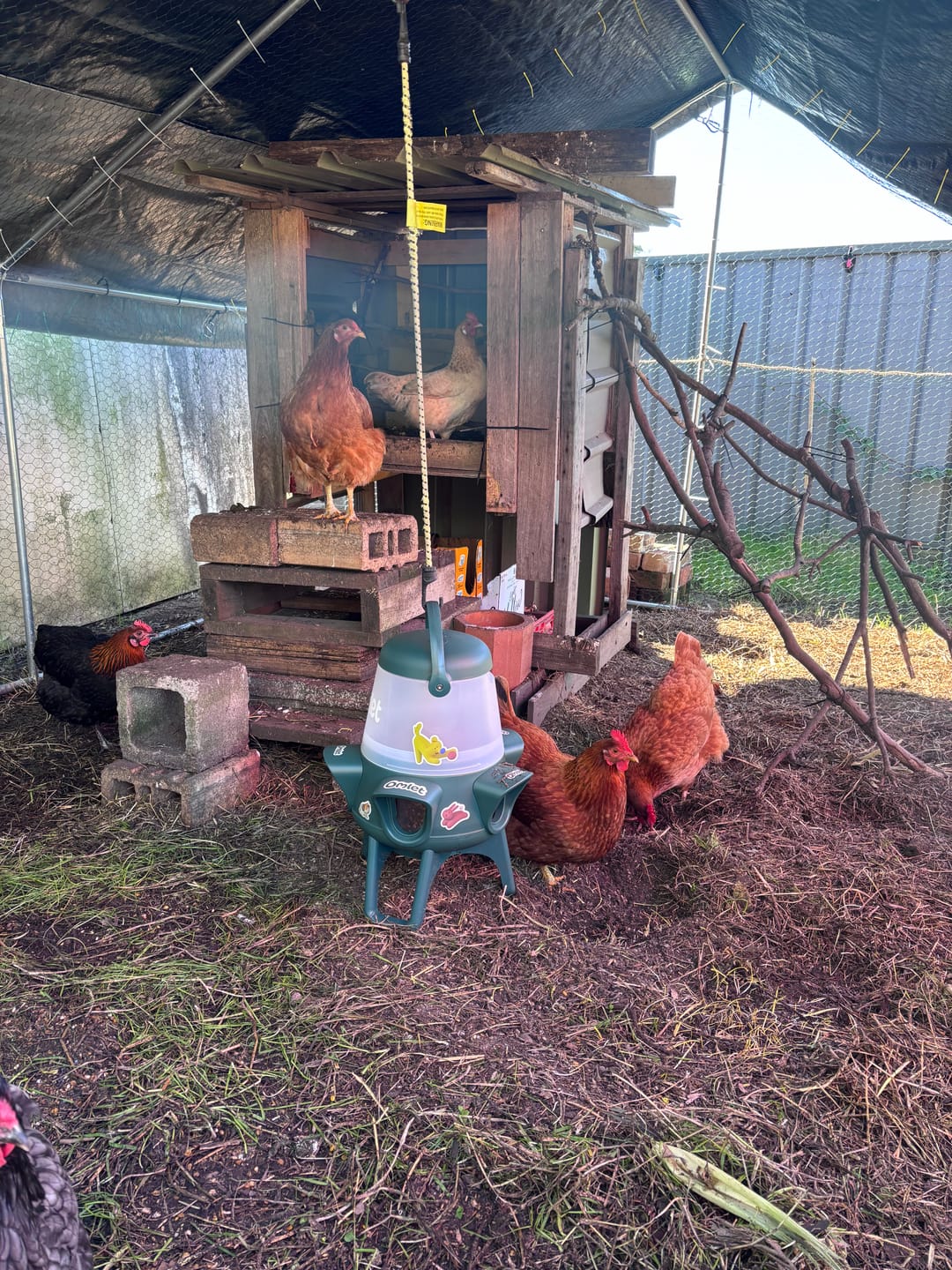 Customer photo review of True Grit Shell Grit — 3kg