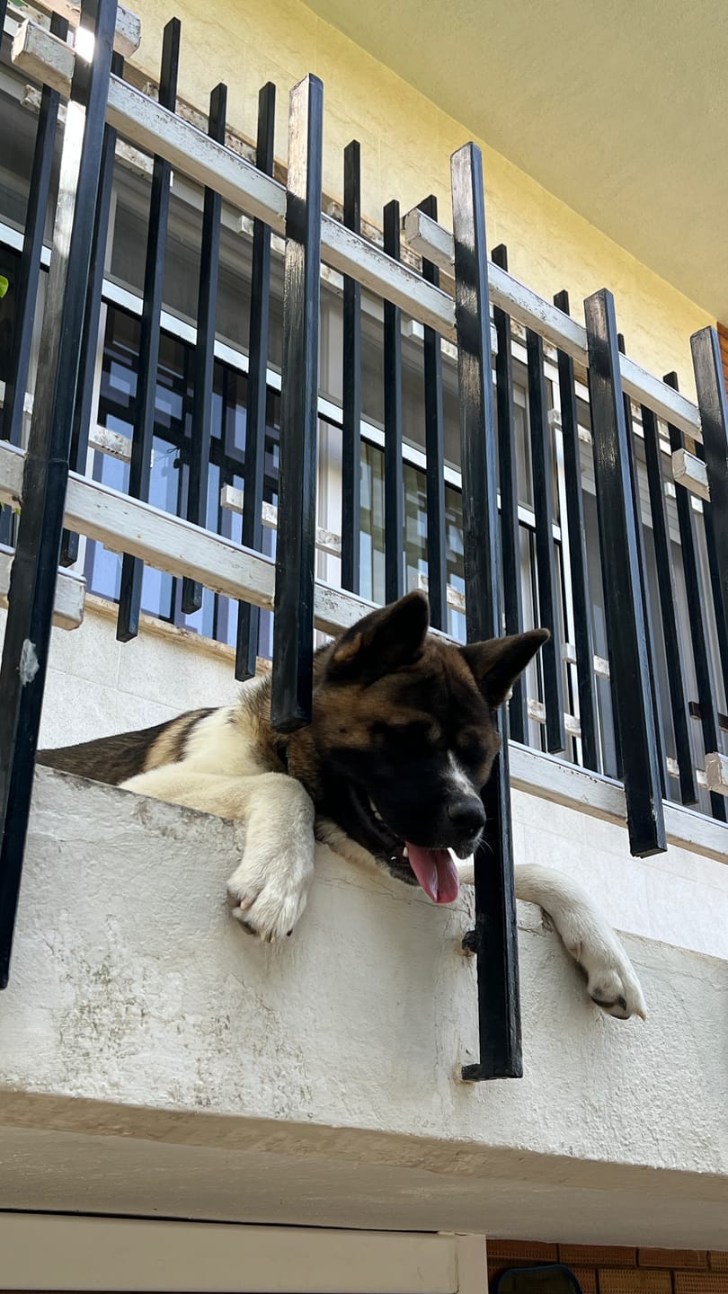 Customer photo review of Grain Free Giant Puppy
