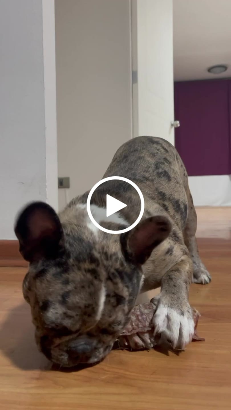 Customer video review of Tráquea de vacuno para perros (masticable natural) - Pack 10 unidades - Rinde hasta 2 meses