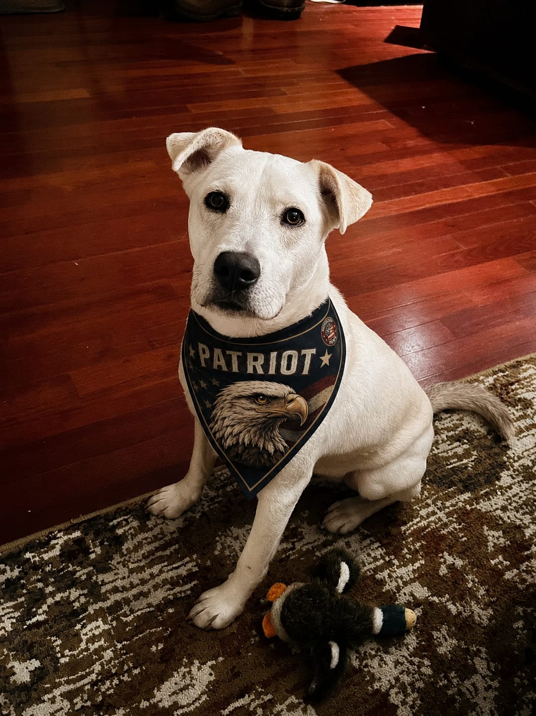 Customer photo review of Freedom Collection Dog Bandanas