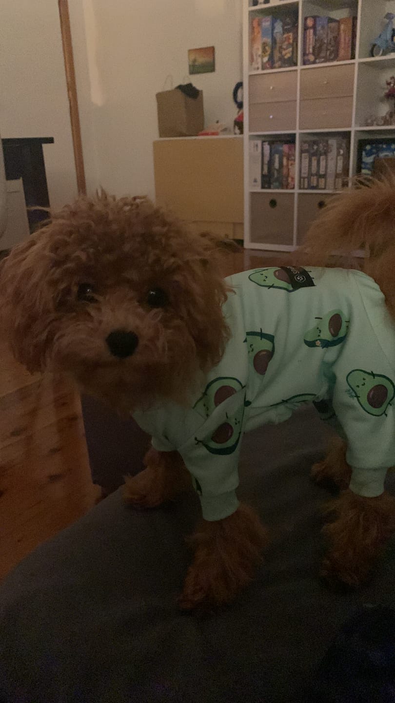 Customer photo review of Dog Pajama - Avocado