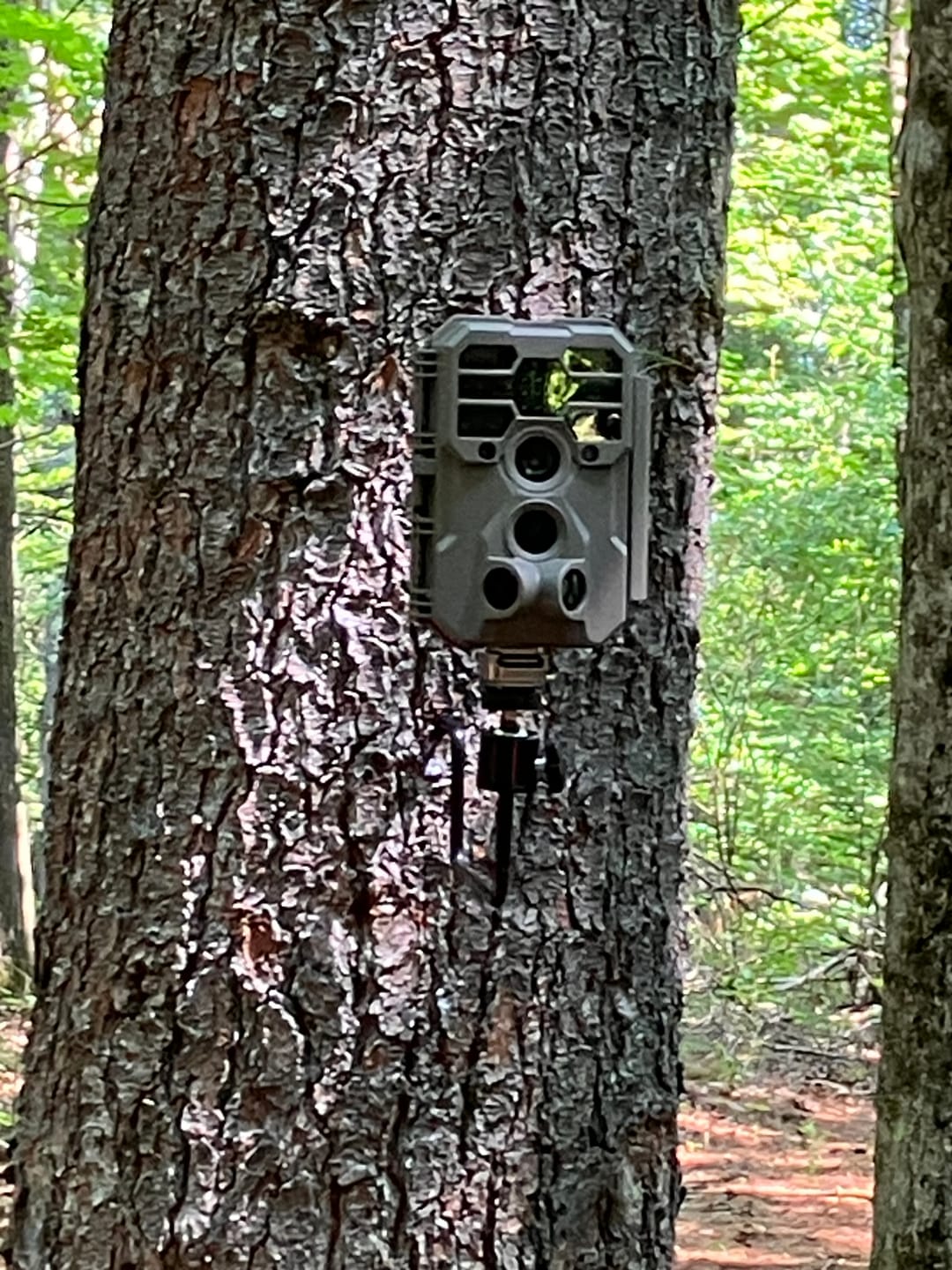 Customer photo review of GardePro A60 Non-Cellular Trail Camera