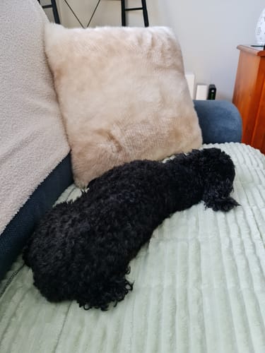 Customer photo review of Cosy Couch - Couch Cover