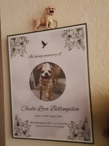 Customer's DoDoWish memorial gift box framed on a wall with a small dog figurine on top.
