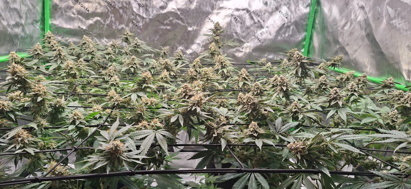 Customer photo review of Premium Pulverdünger | VBX + SHINE für Erde & Hydro