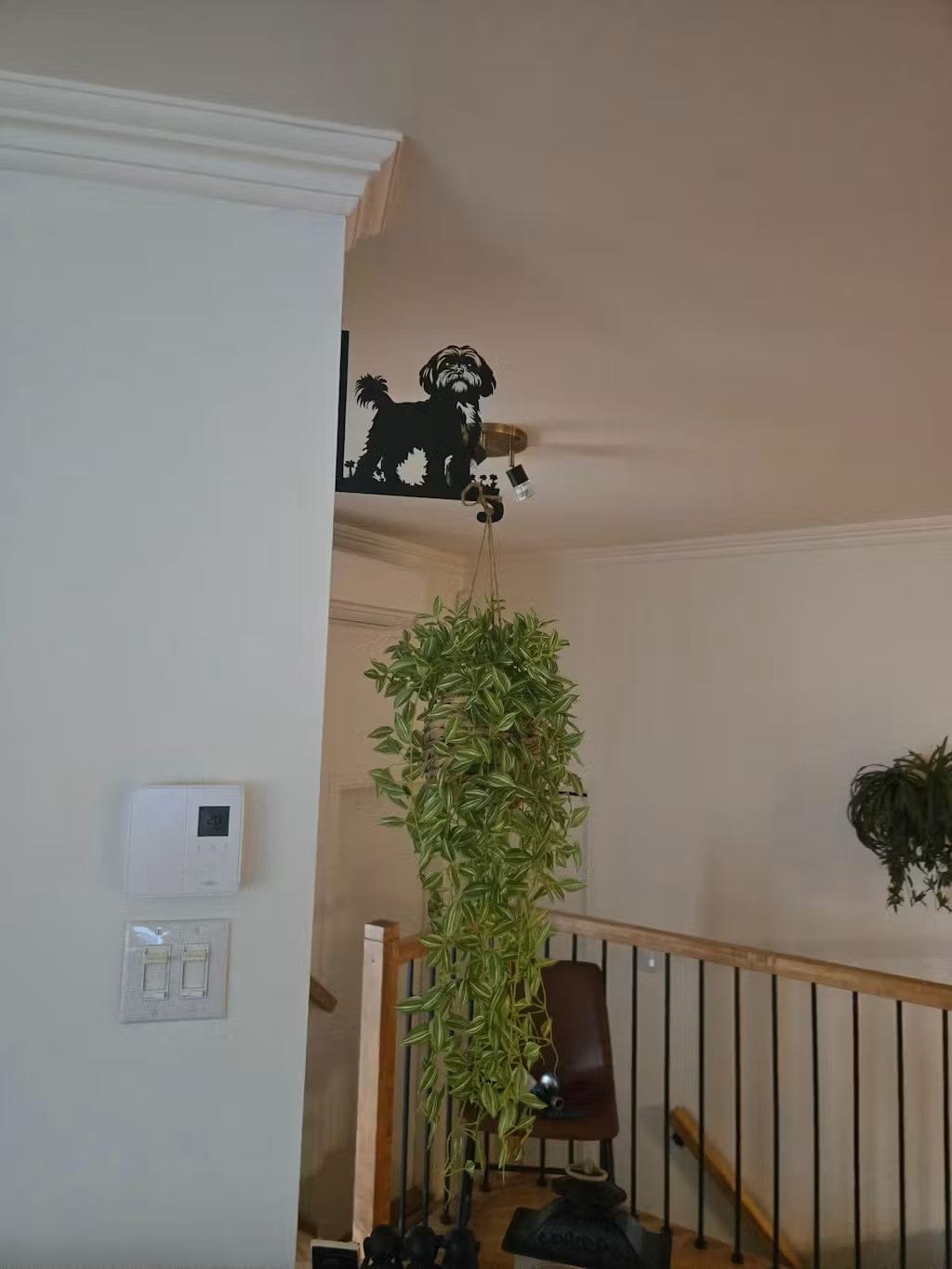 Customer photo review of Hanging Basket Bracket – Shih Tzu