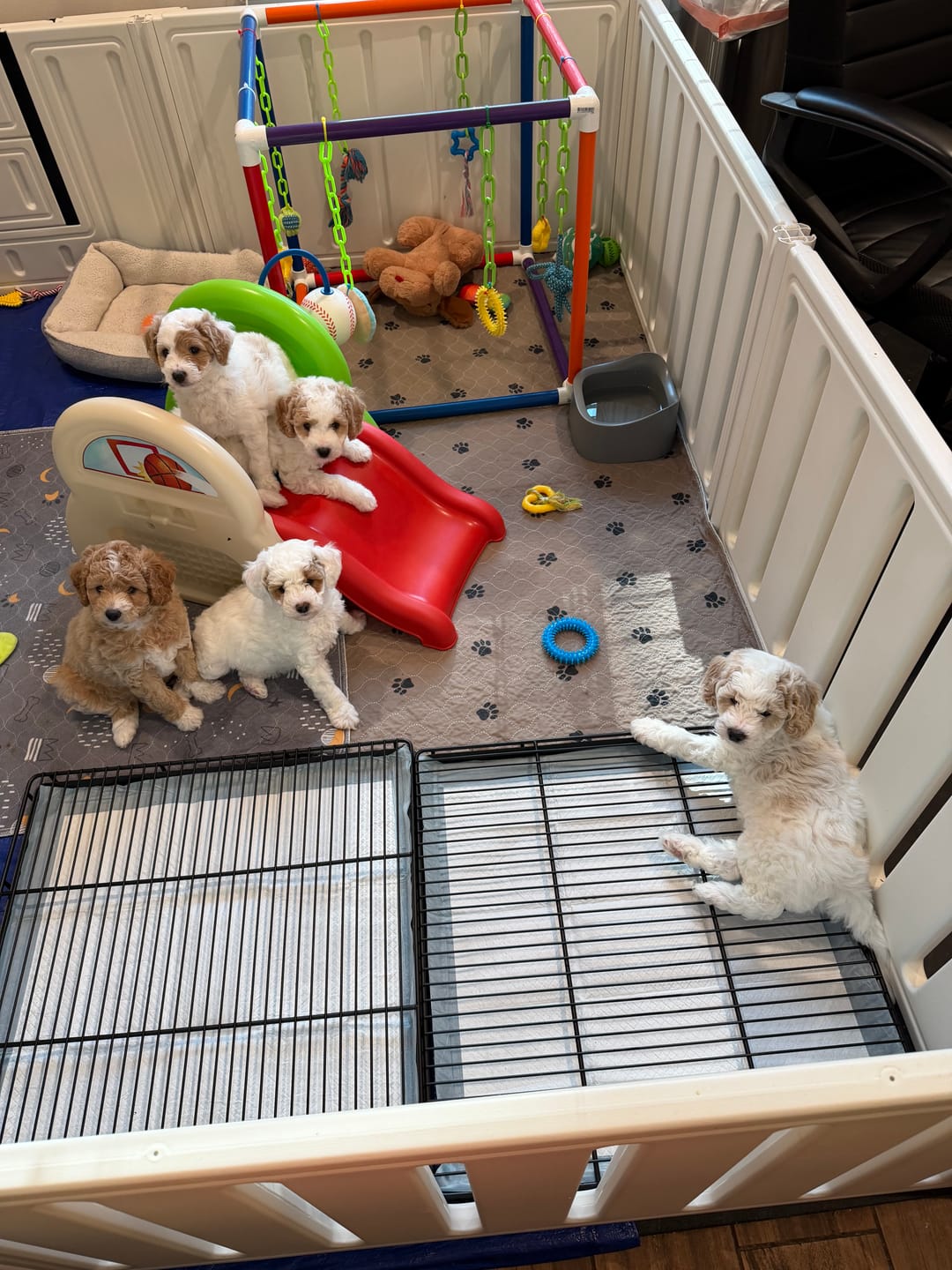 Customer photo review of Little Wolves Potty Tray 22" x 22"