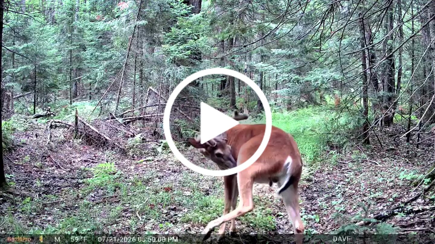 Customer video review of GardePro Link 1.0 3000ft(1km) Long-Range Wireless Trail Camera