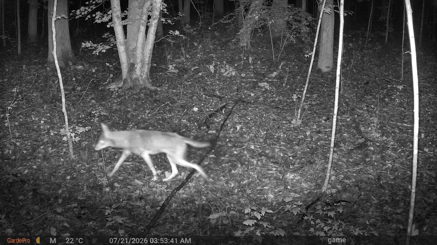 Customer photo review of GardePro Link 1.0 3000ft(1km) Long-Range Wireless Trail Camera