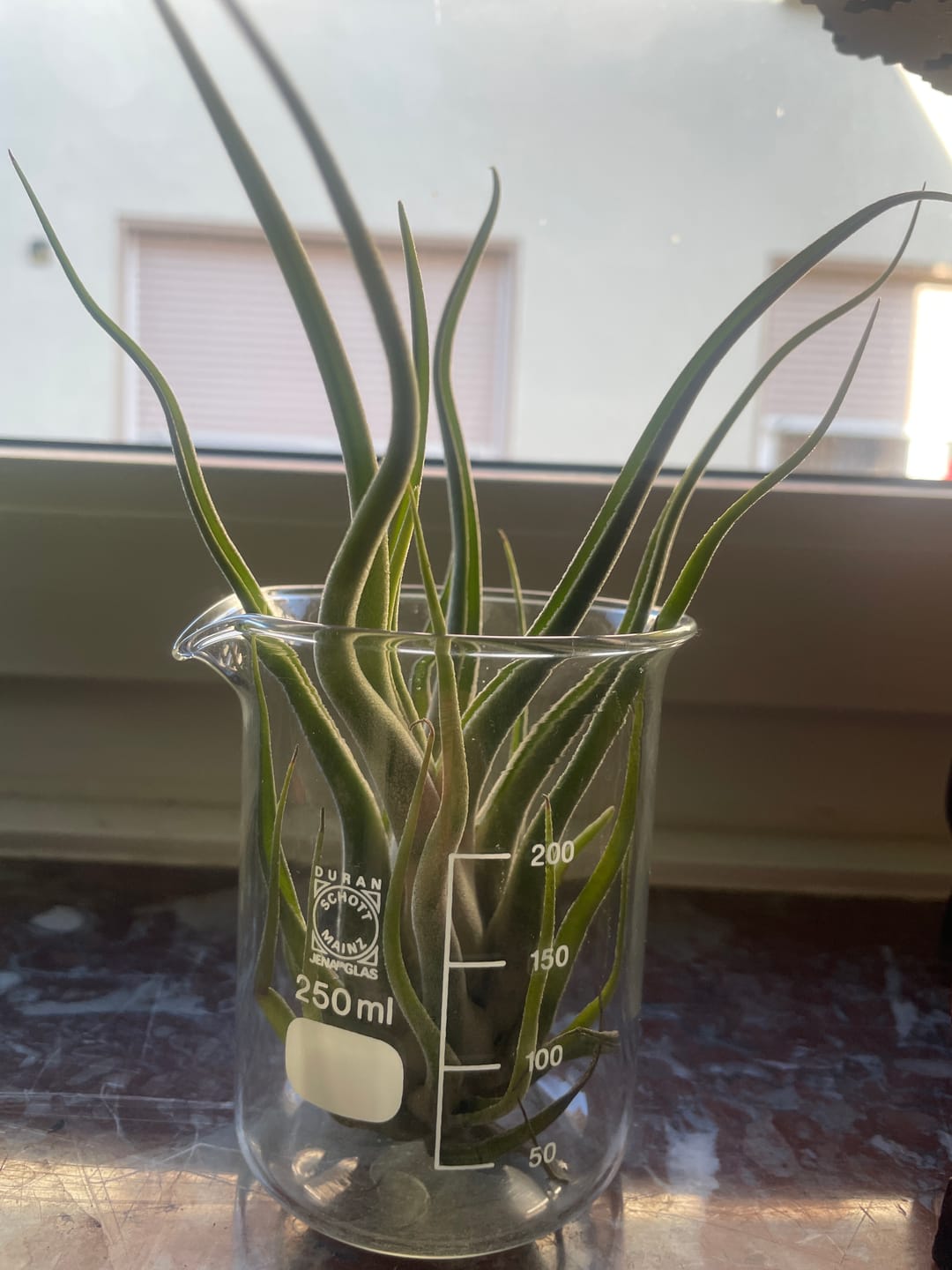Customer photo review of Tillandsia caput medusae