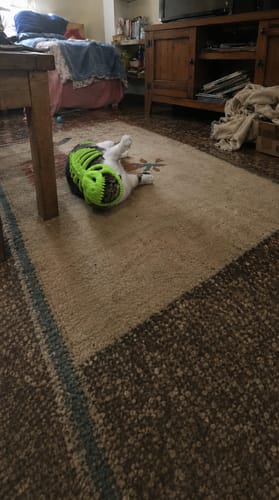 Customer's cat wearing a neon green dinosaur costume
