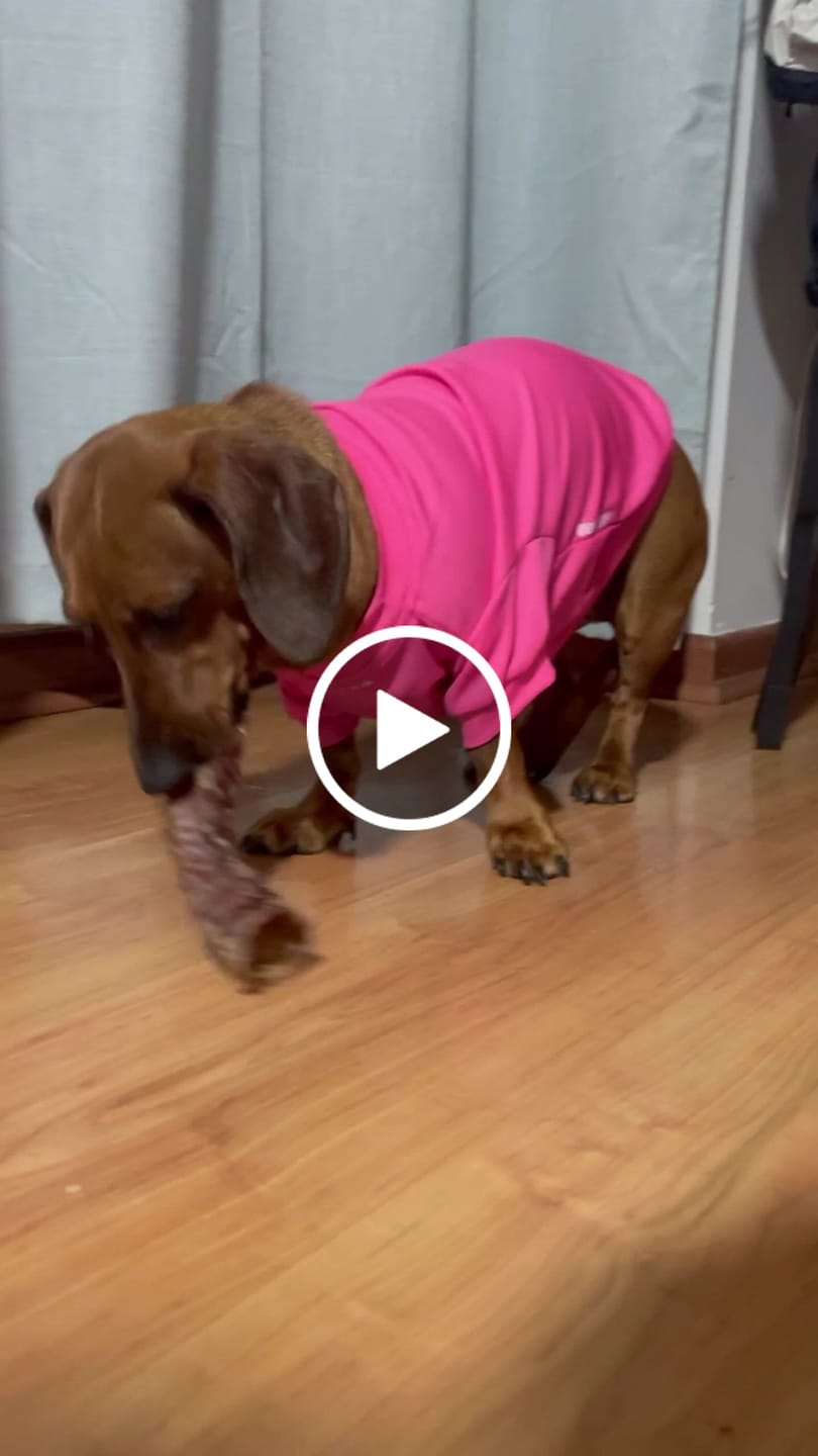 Customer video review of Tráquea de vacuno para perros (masticable natural) - Pack 10 unidades - Rinde hasta 2 meses