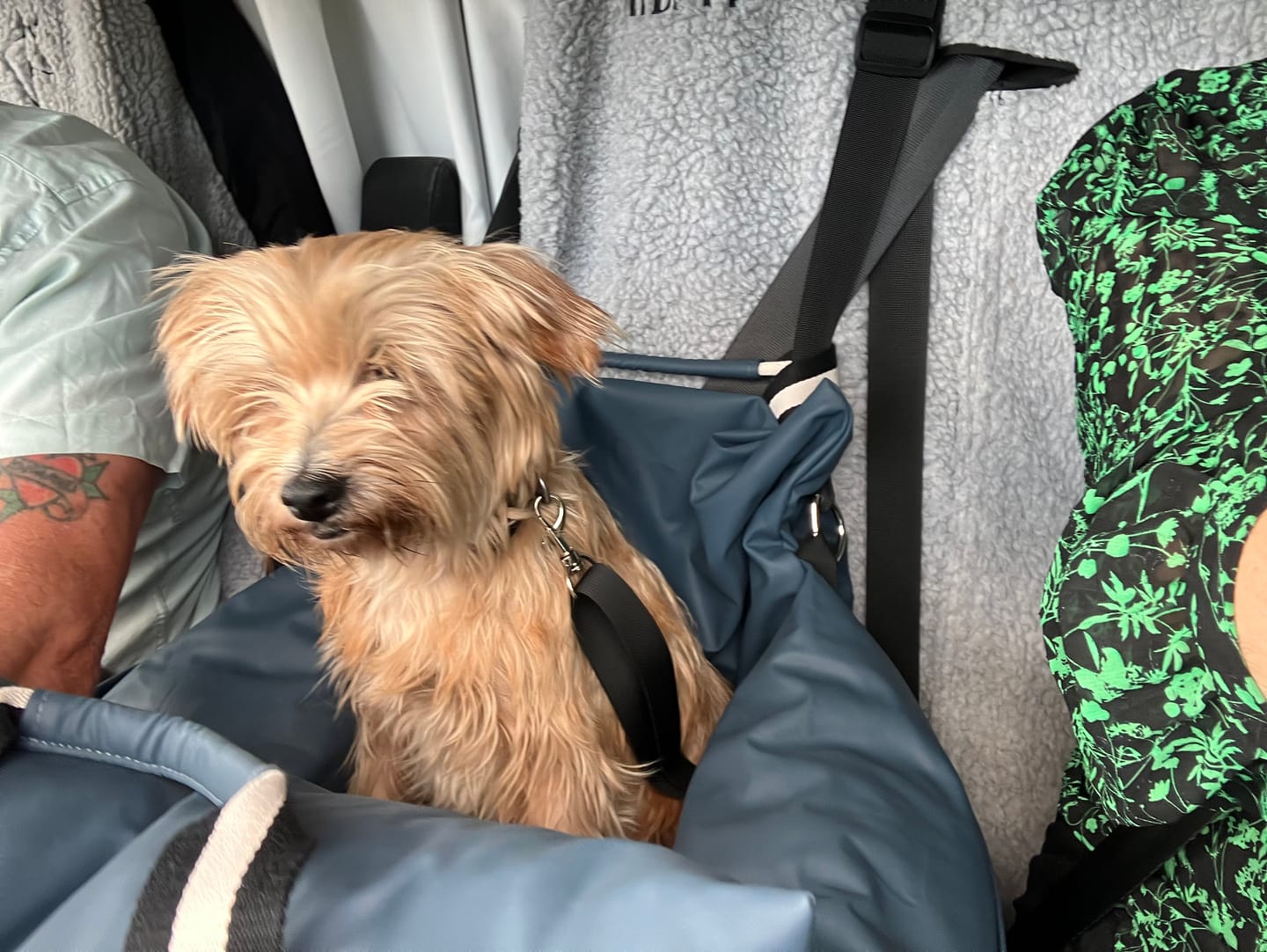 Customer photo review of The Dog Dock V2 New & Improved with ISO Fix