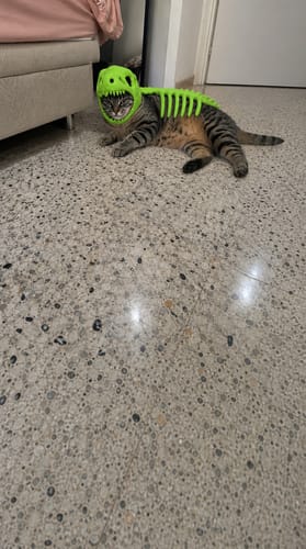 Customer's cat wearing a bright green dinosaur costume
