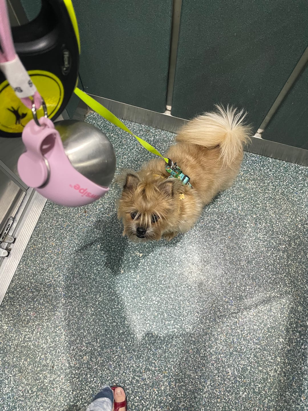 Customer photo review of PawSipe™ Çelik Köpek Yürüyüş Matarası