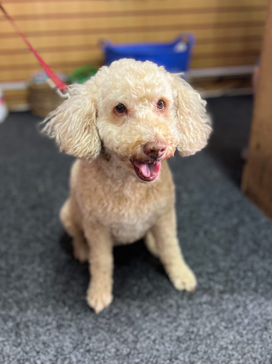 Customer photo review of Antiseptic Ear Drops for Dogs, Cats & Pets