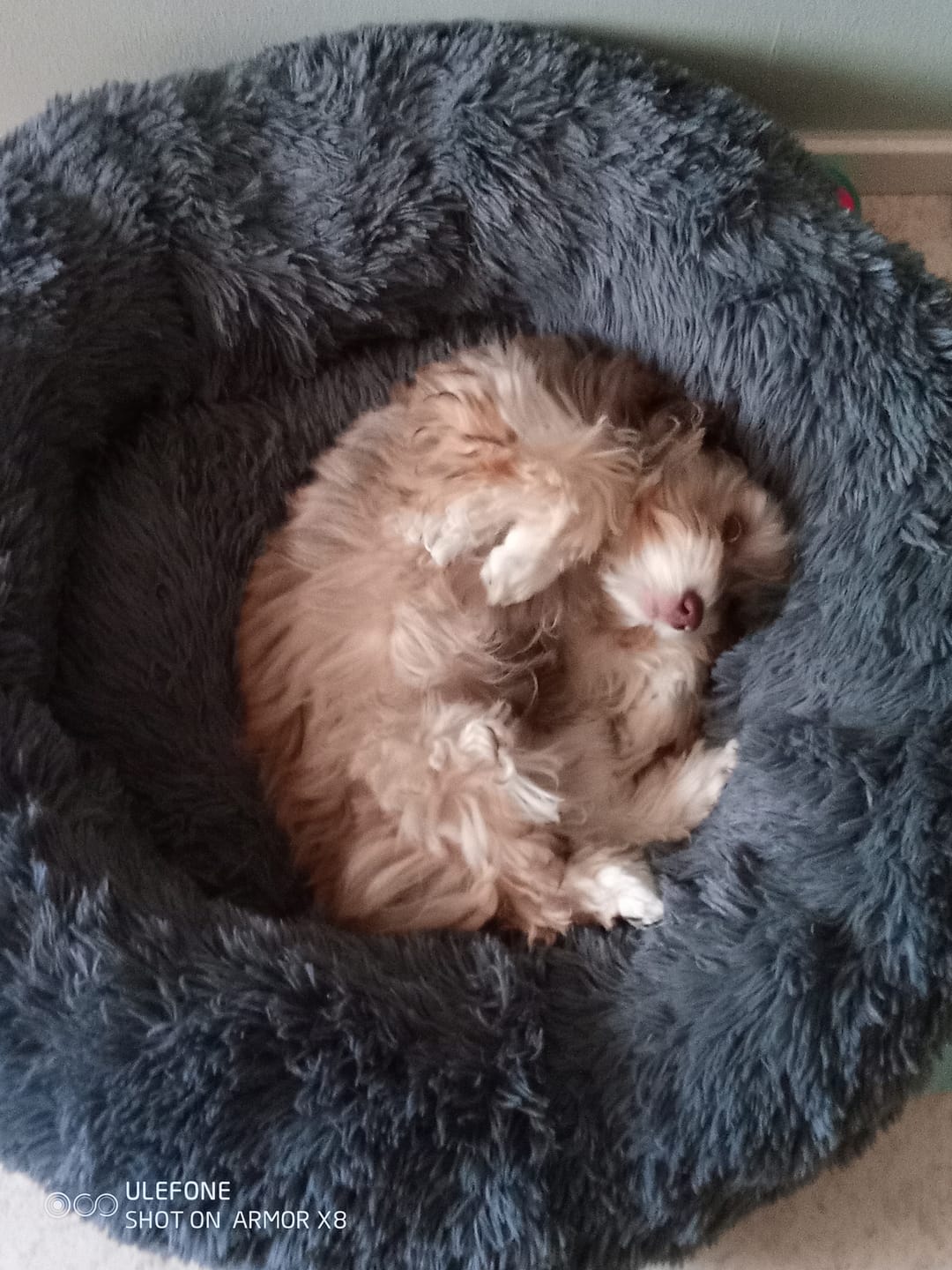 Customer photo review of CalmBed överdrag