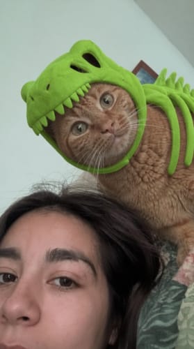 Customer's ginger cat wearing a green dinosaur costume