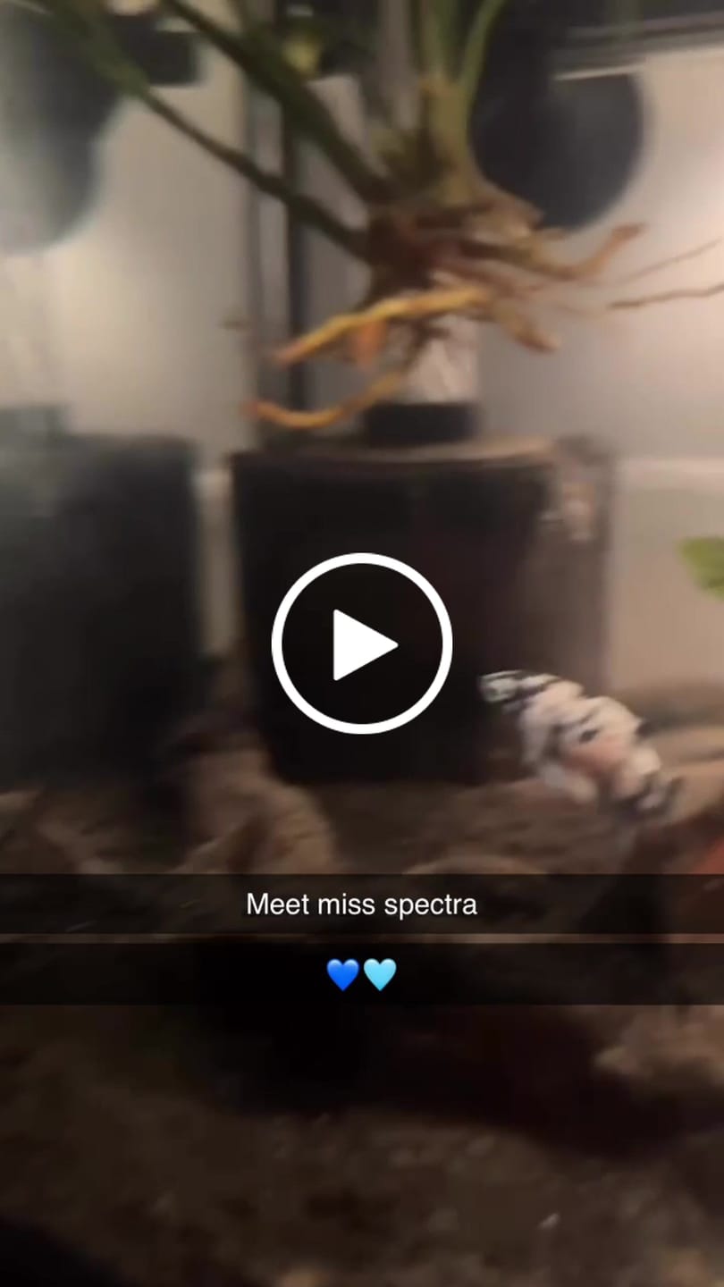 Customer video review of Female Betta Fish Marble Dot Moo Cow Plakat