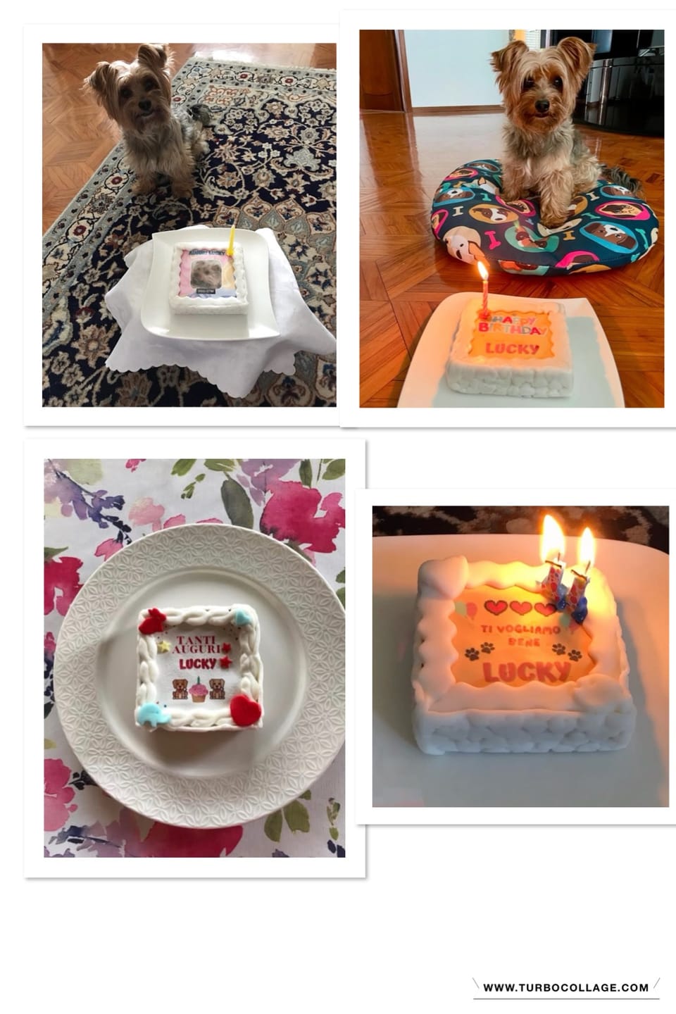 Customer photo review of Torta Per Cani Ti Vogliamo Bene Personalizzabile