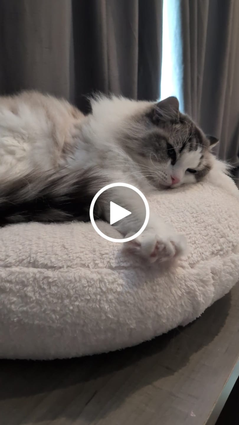 Customer video review of Marshmallow Pudding Bed