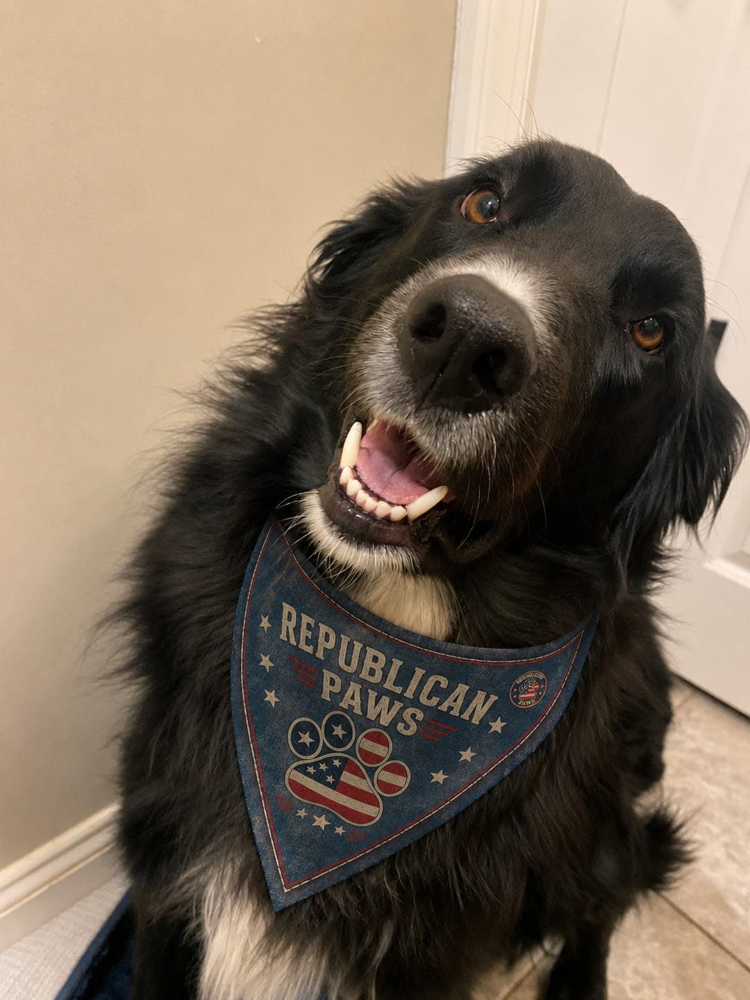 Customer photo review of Freedom Collection Dog Bandanas