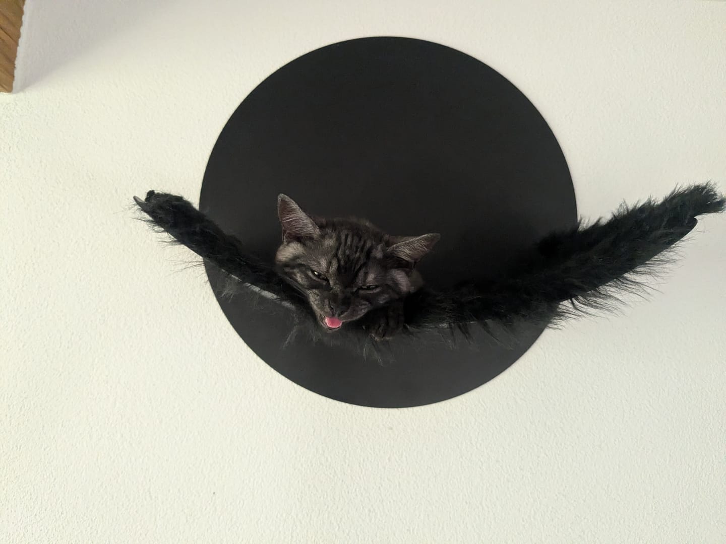 Customer photo review of STYA Katzen Kletterwand | Set Galerie | Linie WL100