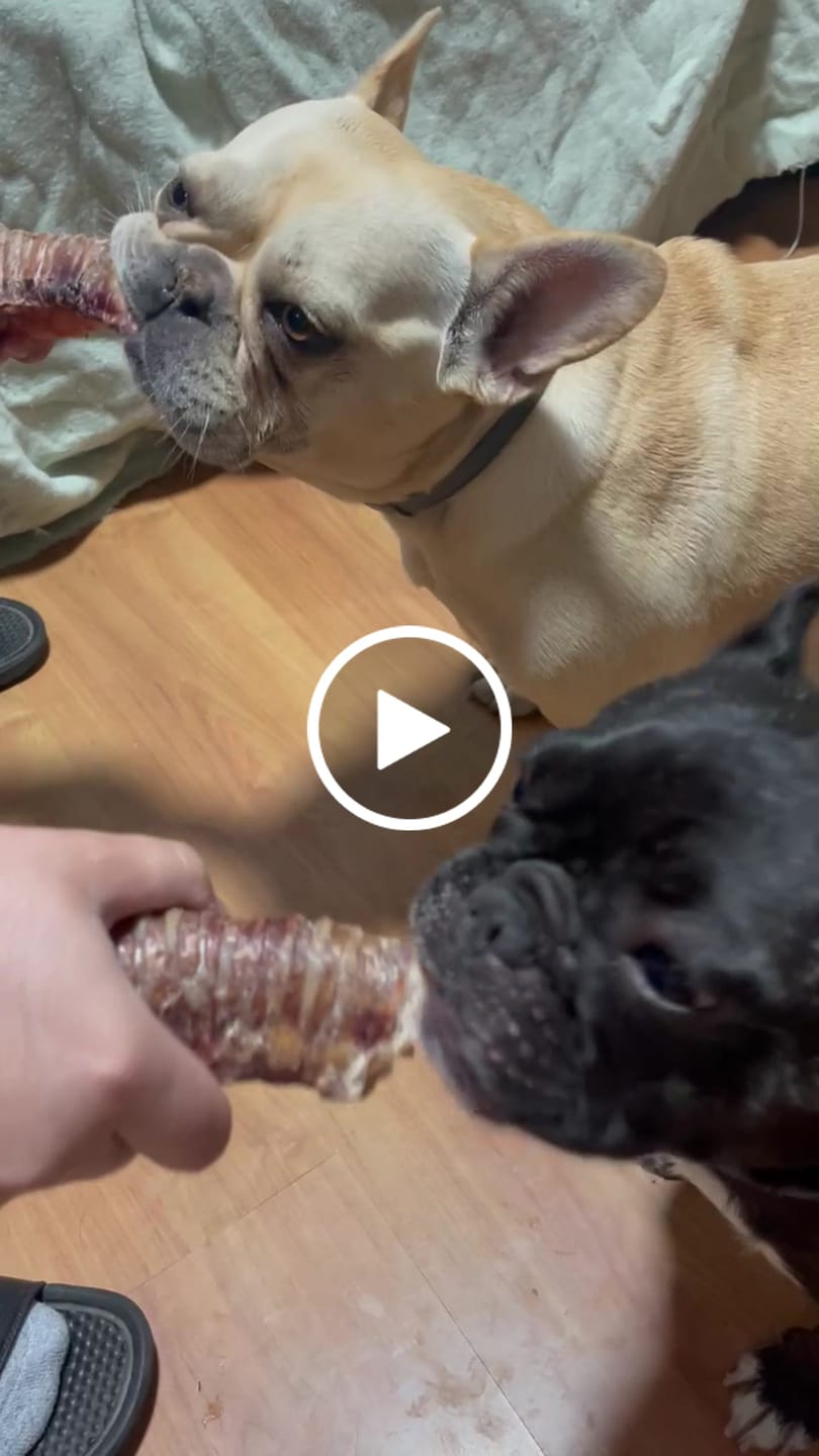 Customer video review of Tráquea de vacuno para perros (masticable natural) - Pack 10 unidades - Rinde hasta 2 meses