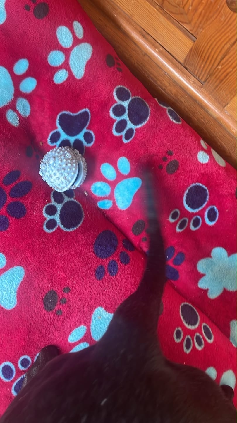 Customer photo review of CT6985 1 Pieza De Juguete Para Alimento Para Mascota