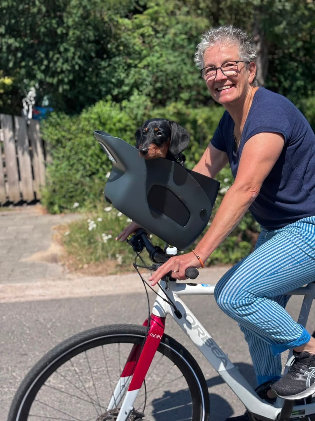 Customer photo review of Kvisp Dog Bike Carrier (Refurbished)