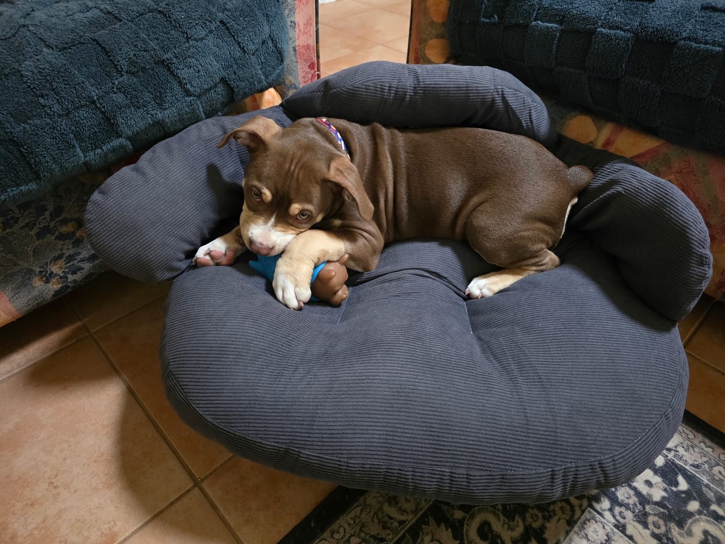 Customer photo review of CloudNest Elevated Pet Sofa Bed
