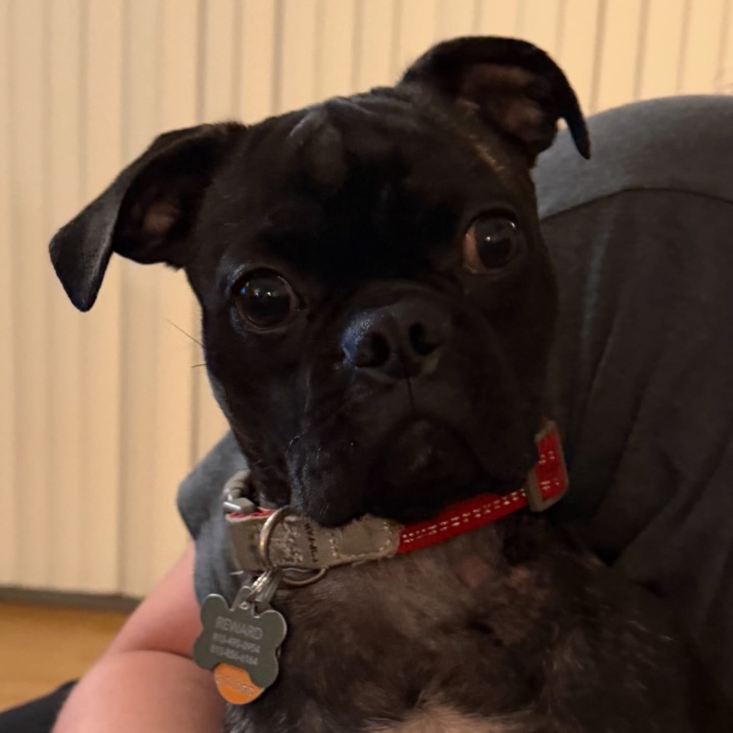 Customer photo review of Penny the Pug Pendulum Clock