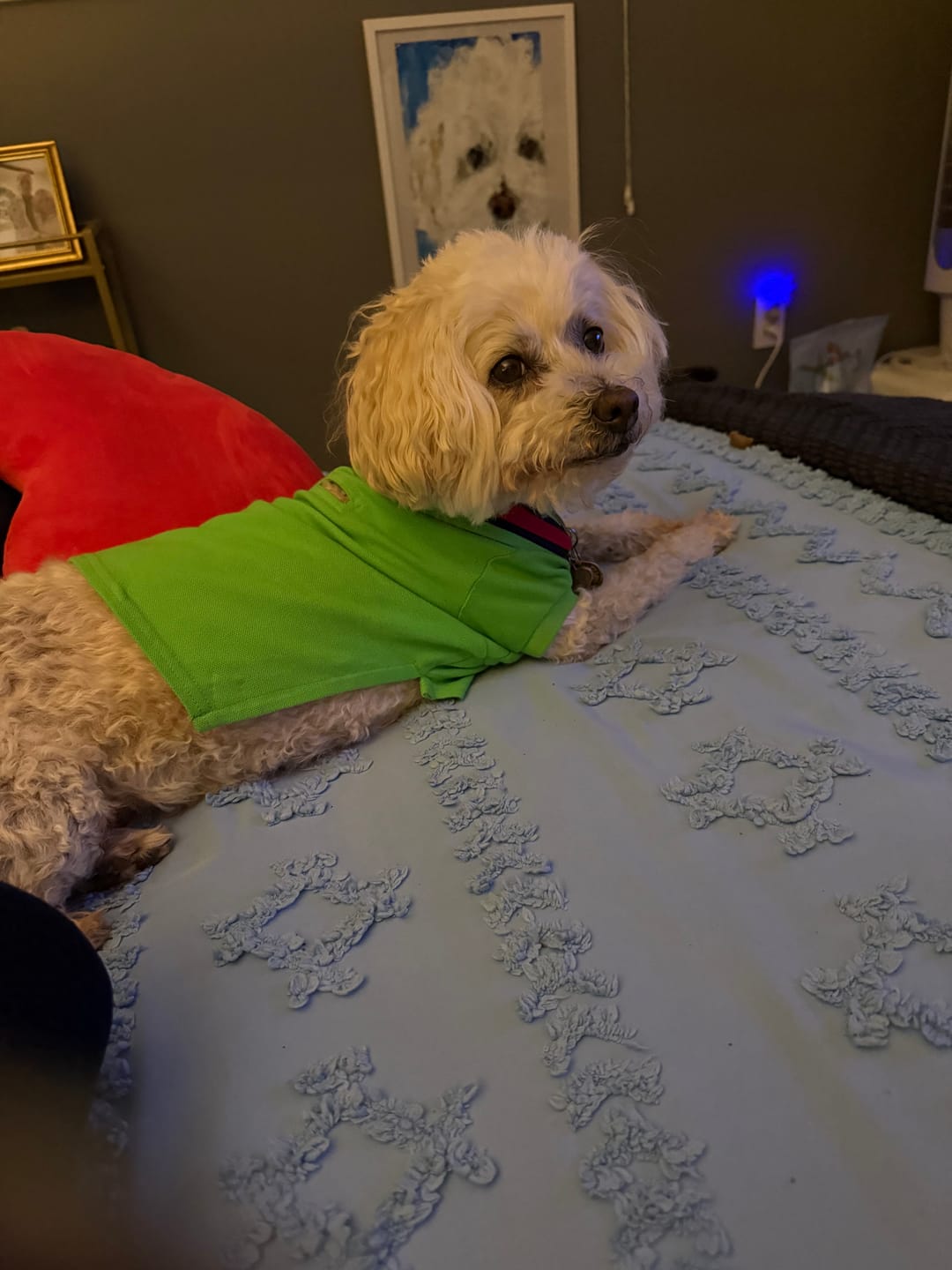 Customer photo review of Tommy Hilfiger Flag Collar & Cuffs Dog Polo | Designer Dog Polo