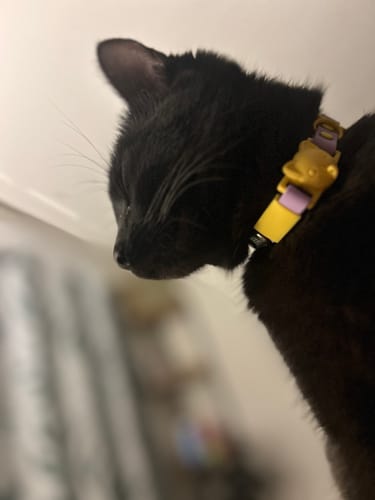 Customer photo review of Collar PVC Lavable Abrefácil (Gato)