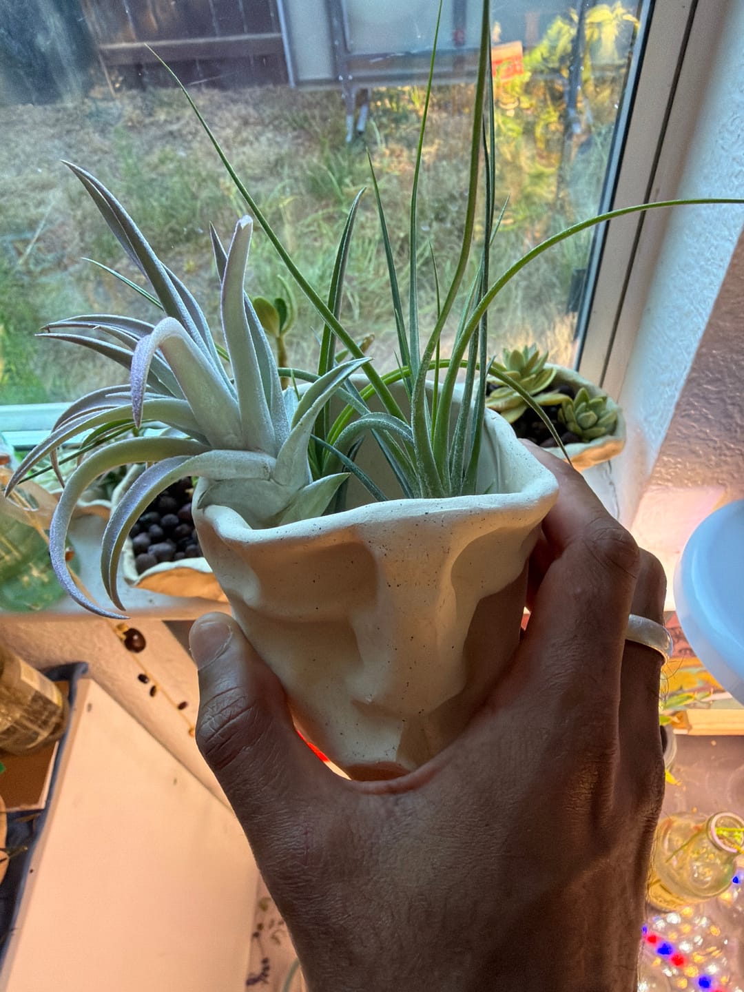 Customer photo review of *6 Pack* Premium Air Plants Mix  *Cannot Be Shipped Internationally*