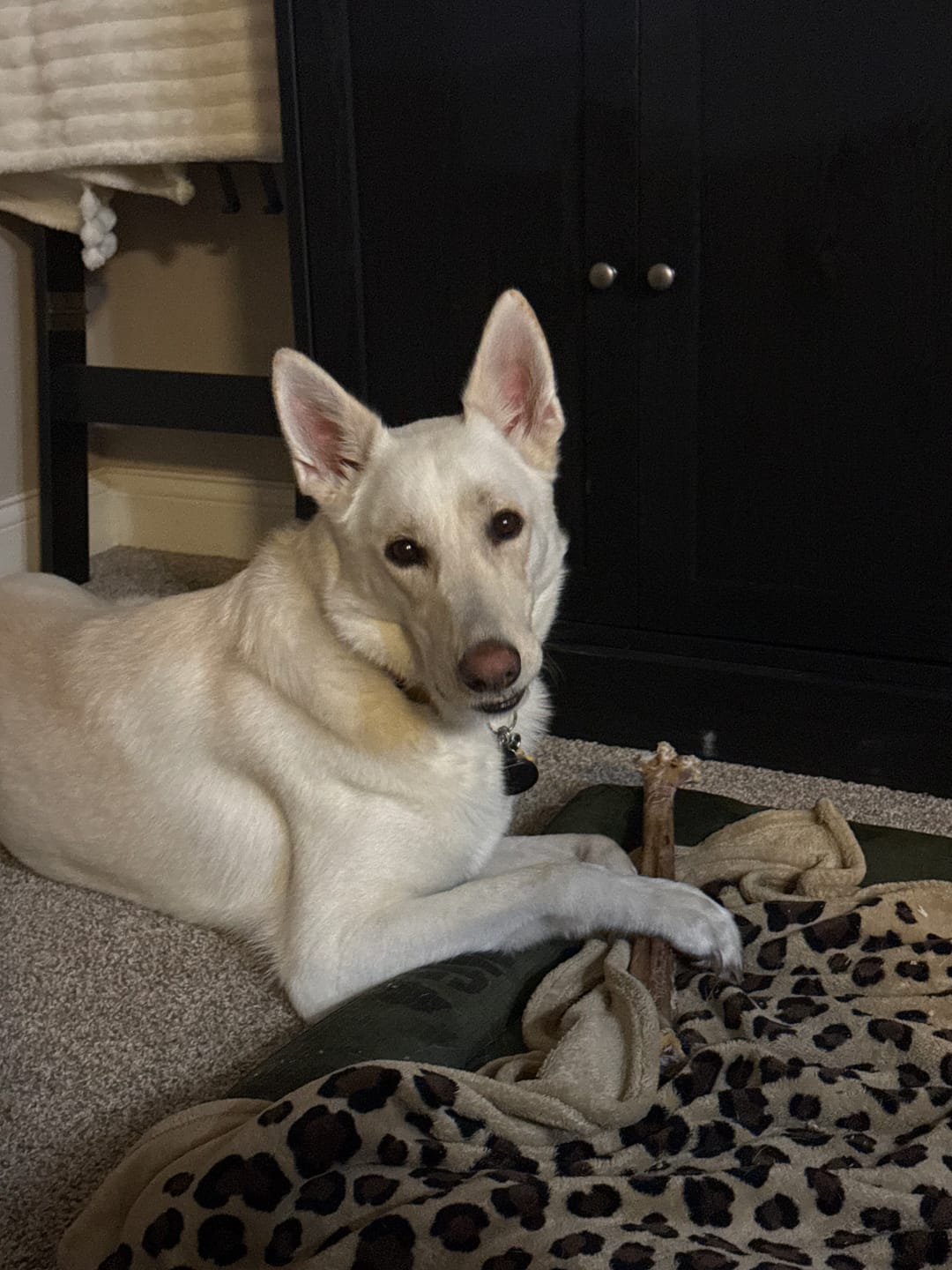 Customer photo review of Large Ostrich Cane (11.5" x 5"): The Ultimate Long-Lasting Chew for Medium, Large & XL Dogs