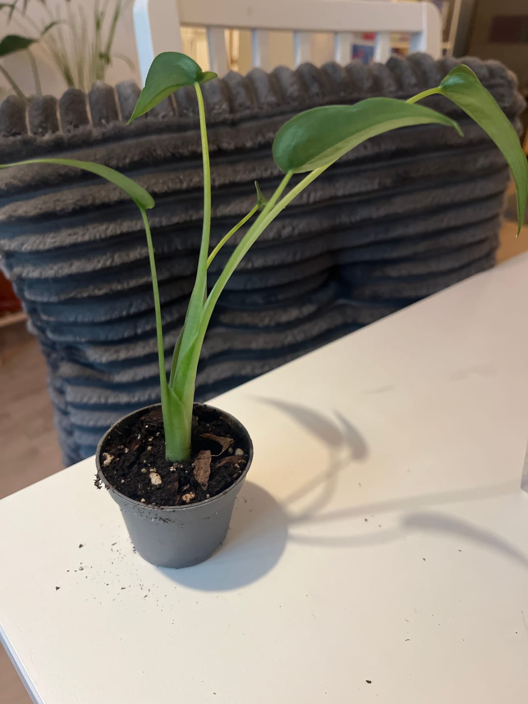 Customer photo review of ALOCASIA TINY DANCER