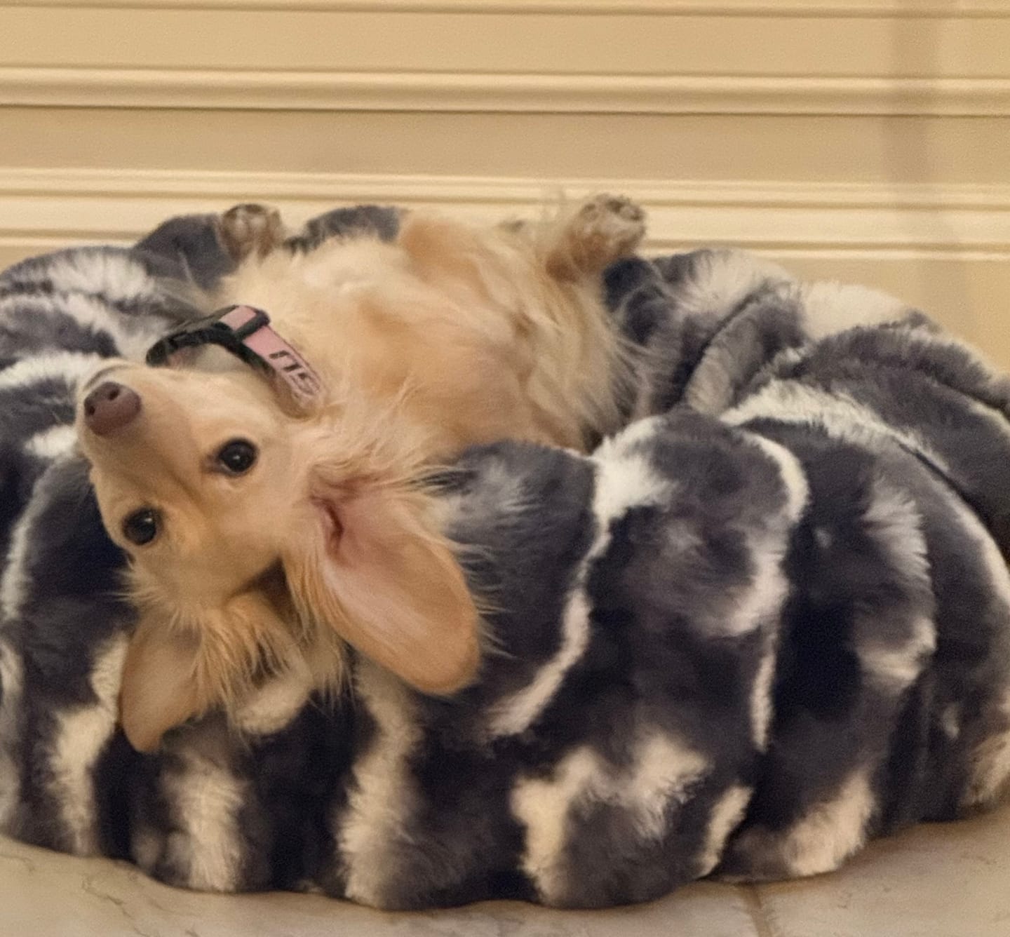 Customer photo review of Cloudy Day Black Pet Bed