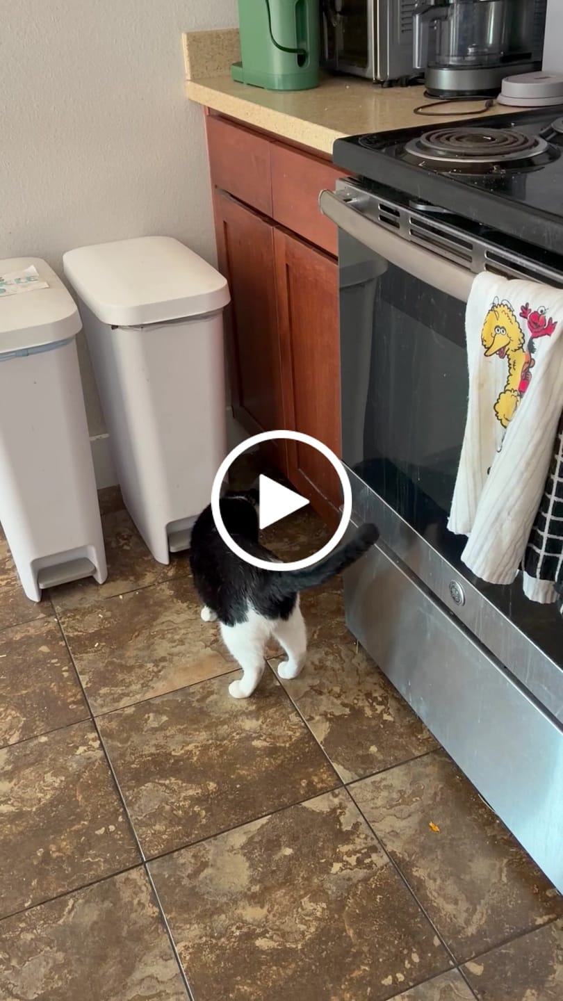 Customer video review of SPEEDY TAIL 2.0