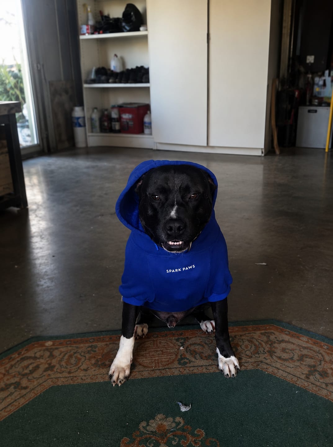 Customer photo review of Essential Dog Hoodie - Midnight Blue