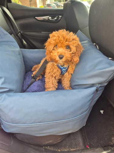 Customer's brown puppy safely secured in The Dog Dock V2 car seat inside a vehicle.