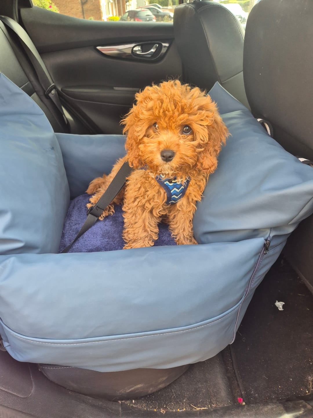 Customer photo review of The Dog Dock V2 New & Improved with ISO Fix