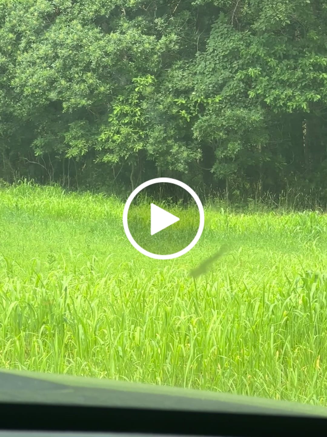 Customer video review of Incognito™ Food Plot Seed